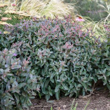 Rock 'N Grow® 'Tiramisu' Stonecrop (Sedum) has blush pink buds blooming into creamy-white flowers.