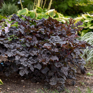'Dark Side of the Moon' Astilbe (Astilbe) performs well in sun, part sun and shade. 
