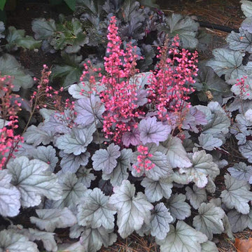 Silver Gumdrop Coral Bells attracts pollinators with ease.