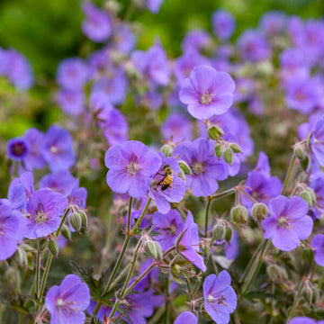 'Boom Chocolatta' Cranesbill (Geranium) has bright purple blooms above the chocolate colored foliage throughout the summer.