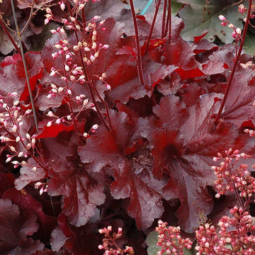 Forever® Red Coral Bells