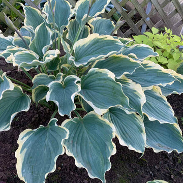 Shadowland® 'Hope Springs Eternal' Hosta (Hosta) is a wavy blue-green color textured foliage