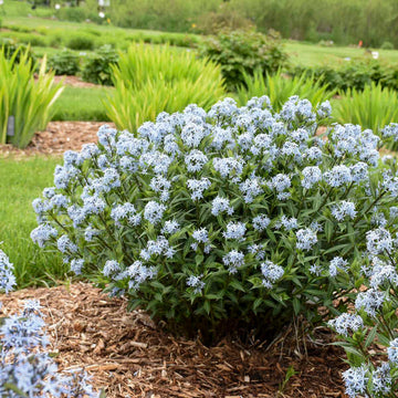 'Starstruck' Bluestar (Amsonia) is colorful.