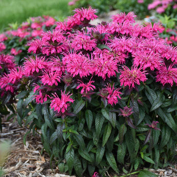 Sugar Buzz® 'Berry Taffy' Bee Balm (Monarda) has dark green and purple foliage.