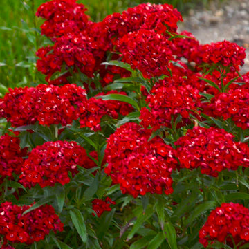 'Scarlet Fever' Dianthus (Dianthus) is deer resistant.