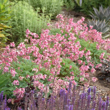 'Pink Diamonds' Bleeding Heart (Dicentra) is perfect for rock gardens. 