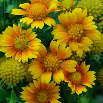 Arizona Apricot Blanket Flower is a captivating apricot flowers that are sun loving perennials will make a great addition to your garden.