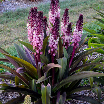 'Safari Adventure' Pineapple Lily (Eucomis) resembles a pineapple plant with cream to pink-purple flowers.