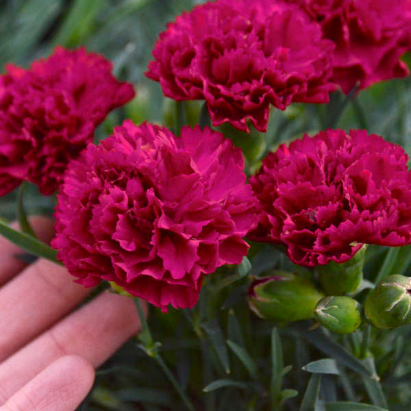 Cranberry Cocktail dianthus adds a pop of color to any garden.