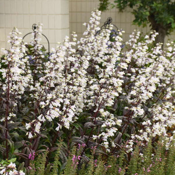 'Onyx and Pearls' Beardtongue (Penstemon) flower color is white and pale-lavender