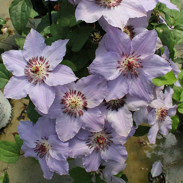  Still Waters Clematis soft lavender blue blooms for summer through fall
