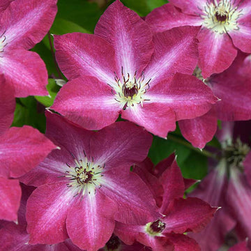 Viva Polonia Clematis is red and adds a pinch of pattern with white detailing down the center of the petals