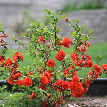 Double Take Orange quince is a spring flowering shrub with double orange blooms.