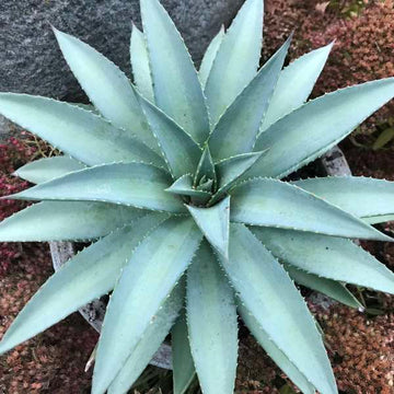 Mad about Mangave® 'Frosted Elegance' Mangave (Mangave) foliage is icy blue with a soft green center. 