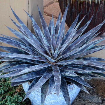 Mad about Mangave® 'Moonglow' Mangave (Mangave) foliage glows in the landscape with blue and dark purple hues. 