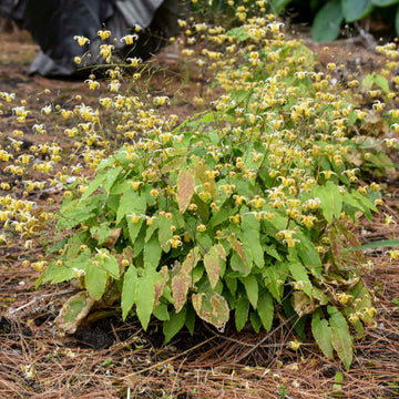 'Amber Queen' Barrenwort