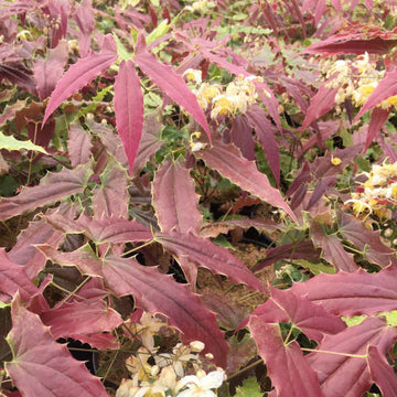 'Sandy Claws' Barrenwort (Epimedium) is perfect for shade and woodland gardens.