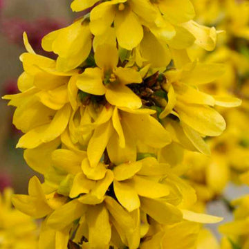 Show Off Starlet Forsythia has shimmering columns of bright gold in the landscape