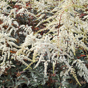 'Moccachino' Astilbe (Astilbe) is Unique with plumes of white arch over the foliage.