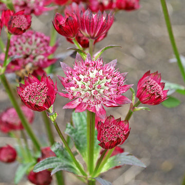 'Ruby Cloud' Masterwort (Astrantia 'Ruby is easy to grow Cloud')