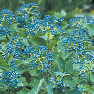 Blue Muffin Arrowwood Viburnum has intense deep blue fruit clusters late in the season