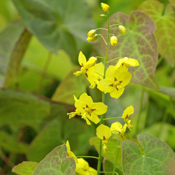 'Frohnleiten' Barrenwort (Epimedium) is perfect for slopes and difficult sites