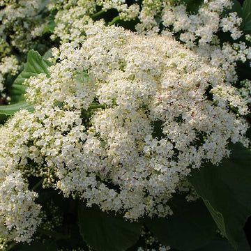 Tandoori Orange Linden Viburnum makes an easy privacy screen or hedge plant that birds love