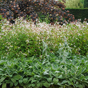 Bowman's Root (Gillenia trifoliata) has dainty star-shaped blooms