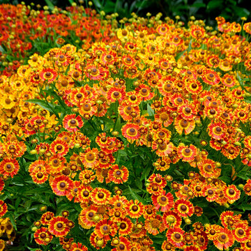 Mariachi™ 'Fuego' Helenium (Helenium autumnale 'Fuego') is orange and gold with brown petals.
