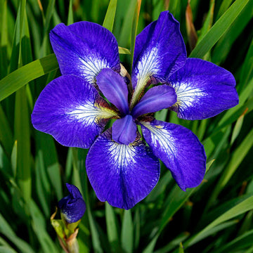 I See Stars' Siberian Iris petals are blue-purple and decorated with white details.