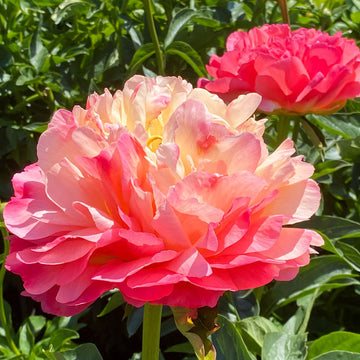 Coral Sunset' Peony (Paeonia lactiflora  'Coral Sunset')  is one of the first peonies to bloom. 