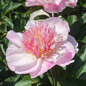 Do Tell' Peony (Paeonia lactiflora  'Do Tell') is a fragrant flower.