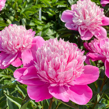 Edulis Superba' Peony (Paeonia lactiflora  'Edulis Superba') is fragrant and makes a stunning cut flower.