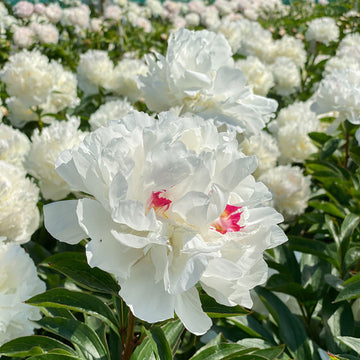 Festiva Maxima' Peony (Paeonia lactiflora) is fragrant 