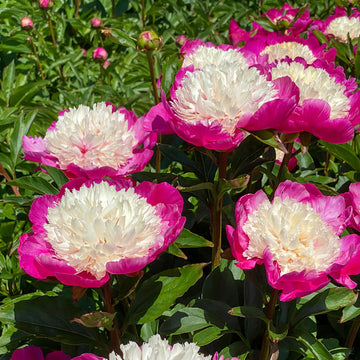 White Cap' Peony (Paeonia lactiflora  'White Cap') is a great choice for cut flowers. 