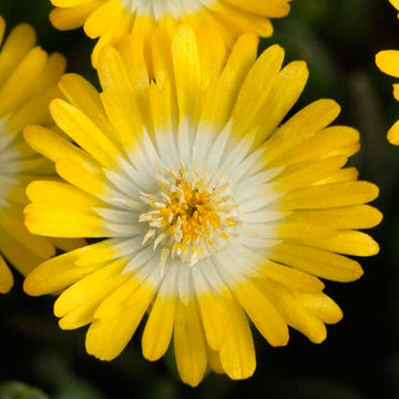 Jewel Of Desert Peridot Ice Plant is a new generation for shimmering yellow blooms