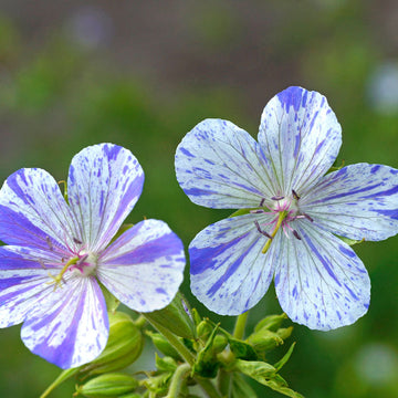 Delft Blue' Cranesbill (Geranium pratence) is easy to care for and a great choice for low maintenance ground cover.  is 