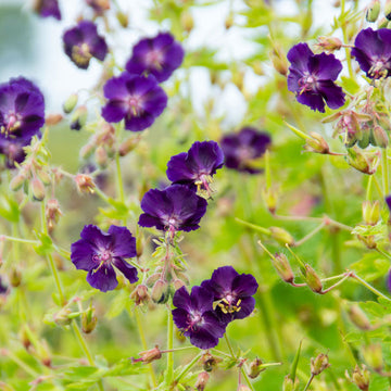 Raven' Cranesbill (Geranium) flower is a deep purple color with black speckle.