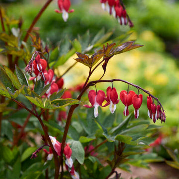 Valentine® Bleeding Heart ( Dicentra spectabilis 'Valentine') flower color is scarlet red.