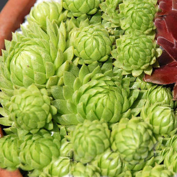 Allionii Hens & Chicks are low maintenance succulents suitable for beginners.