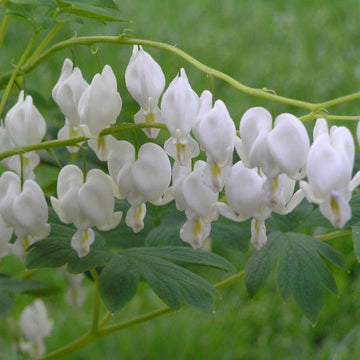 White Bleeding Heart (Dicentra spectabilis 'Alba') is a great choice for woodland and rock gardens.  