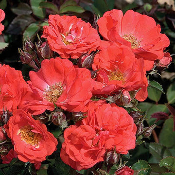Coral Drift® Rose