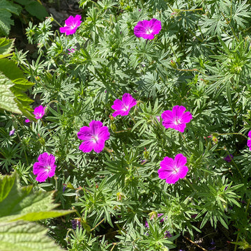 'Max Frei' Bloody Cranesbill (Geranium sanguineum 'Max Frei') We love watching cranesbill drift and spillover walls. 