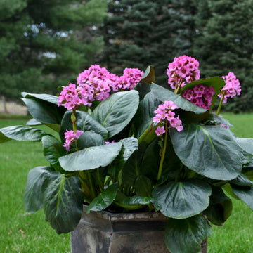 'Miss Piggy' Pigsqueak (Bergenia cordifolia 'Miss Piggy') With 'Miss Piggy' pigsqueak (Bergenia cordifolia) you can enjoy sweet pink flowers, even in shady spots. 