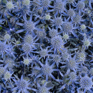 'Blue Glitter' Sea Holly (Eryngium planum 'Blue Glitter') We have the answer for those plagued with dry, sunny sites with poor soil, 'Blue Glitter' sea holly (Eryngium planum). 