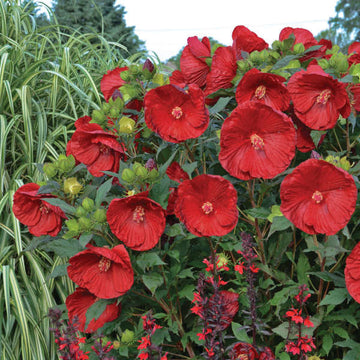 Summerific® 'Cranberry Crush' Perennial Hibiscus (Hibiscus hybrid 'Cranberry Crush') Summerific® 'Cranberry Crush' perennial hibiscus (aka rose mallow or Hibiscus moscheutos) from Proven Winners combines vivid rich red flowers with leathery, deep green leaves to create a bold display that we look forward to year after year.