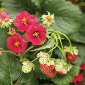 Berried Treasure® Red Everbearing Strawberry ( Fragaria ananassa ) This delightful perennial bursts with blooms in summer, all of which turn into sweet strawberries.