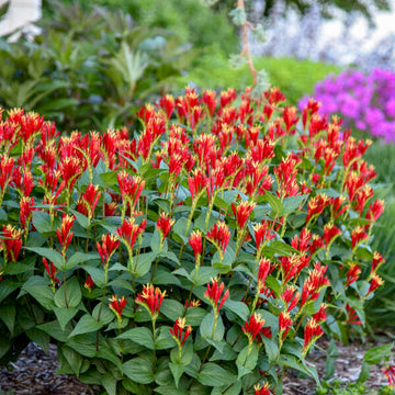 Little Redhead' Spigelia (Spigelia marilandica) is easy to grow.