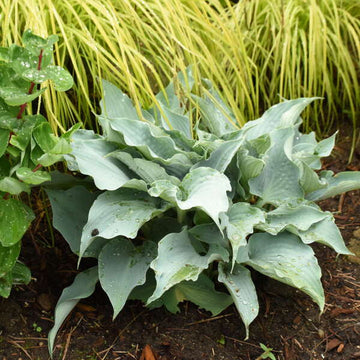 'Dancing with Dragons' Hosta (Hosta hybrid 'Dancing with Dragons) This easy-care perennial is an excellent choice for shady flowerbeds and those looking to add long-lasting interest to their landscape. 