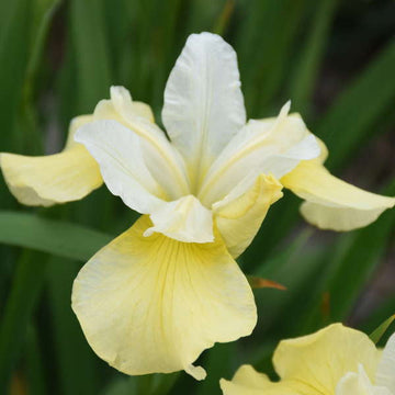 Siberian Iris (Iris sibirica 'Butter & Sugar') Creamy two-toned flowers bloom profusely in June.